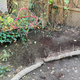 Image for article titled My Year in Plants
